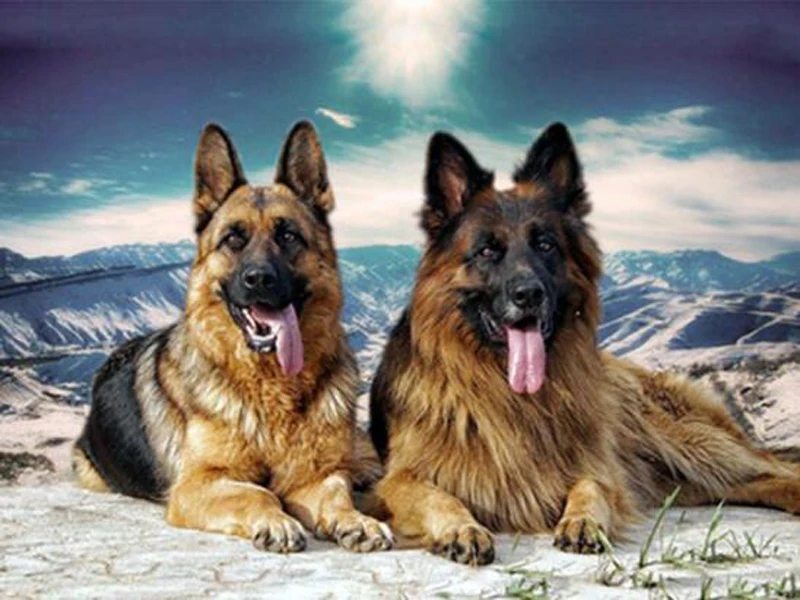 12 Немецкая овчарка, алмазная краска, полная круглая, для домашних животных, алмазная вышивка собаки, стразы, сделай сам, хобби, рукоделие, краски, искусство, декор стен - Цвет: 12
