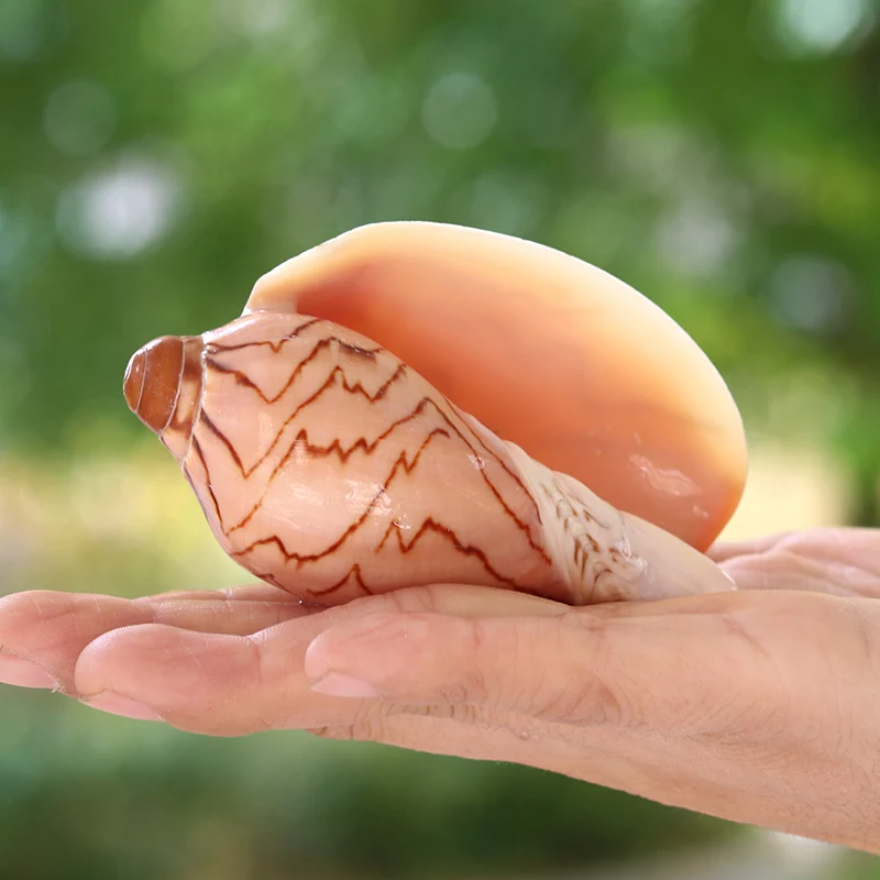 Scenic Conch Shell Conch Micro-Scenic DIY Mediterranean Drifting Bottle Platform Tank Aquarium Landscape Decoration Ornaments