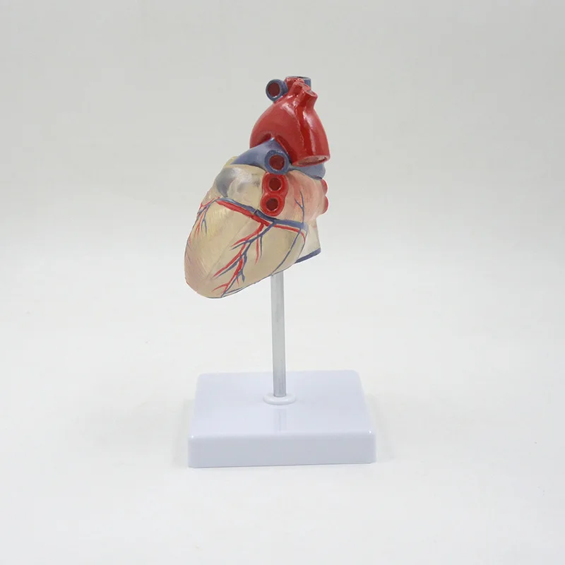 

1:1 Life Sized Huamn Transparent Hear Blood Vessel Trachea and Bronchus Tree Connection Model