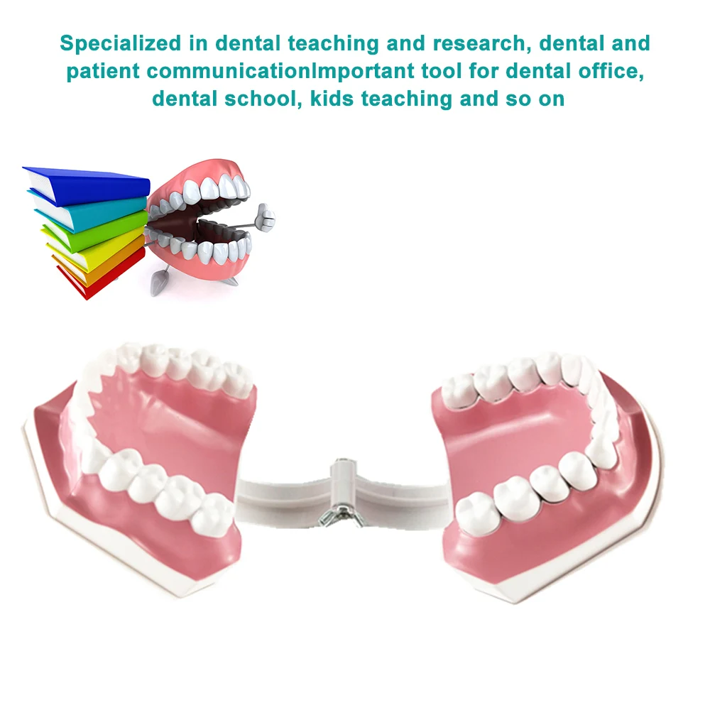

Adult Dental Teeth Model and Toothbrush with Removable High-Grade Teeth Teaching Model for Kids Oral Care Teaching Teeth Model