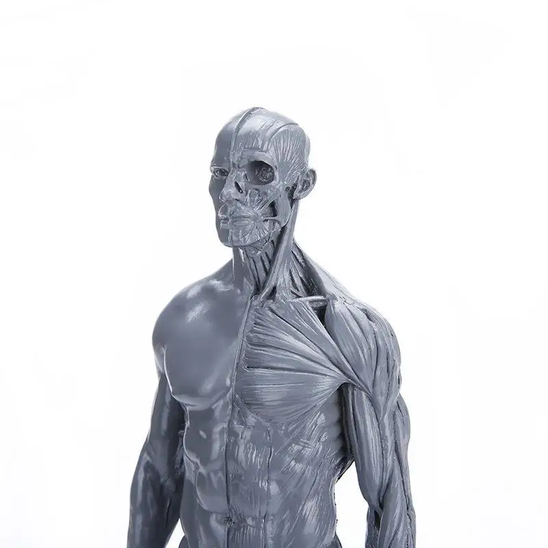 Манекен для рисования мышц 30 см|head muscle|model anatomyhuman skeleton anatomical model |