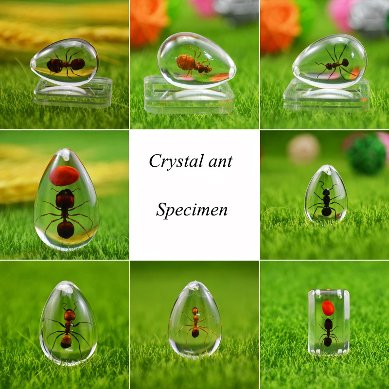 Espécimen acrílico de Ant HD, accesorios de decoración de nido de hormiga, regalo de recuerdo único