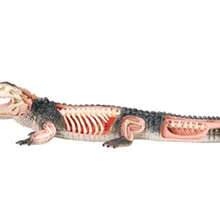 4D мастер Обучающие собранные игрушки животное биологический крокодил орган, анатомия медицина для обучения модели