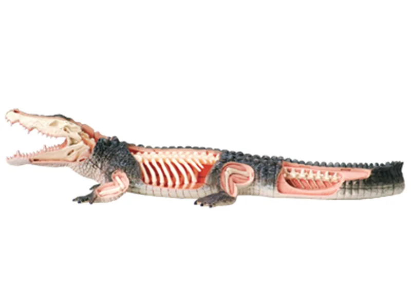 

4D MASTER Educational Assembled Toys Animal Biological Crocodile Organ Anatomy Medicine for Teaching Model