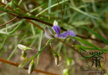 

Polygala Tenuifolia Common Polygala Yuan-Zhi
