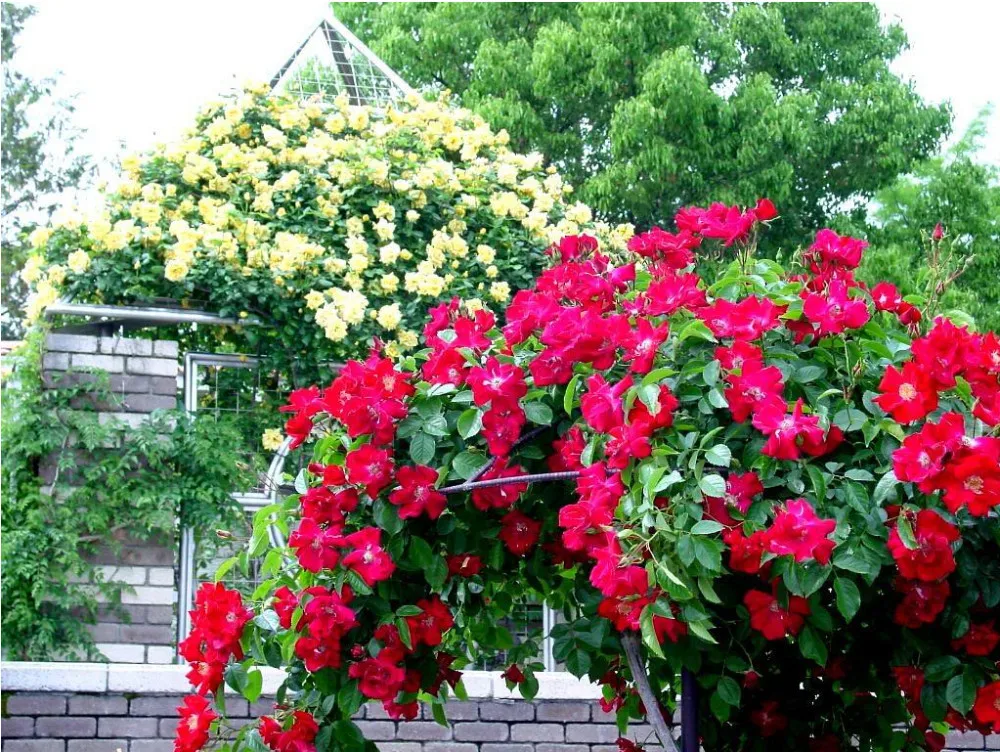 Rosa, альпинизма, растения, polyantha Rose, платье с цветочным узором в китайском карликовые деревья, альпинизма, розы, сад, 200 шт./пакет