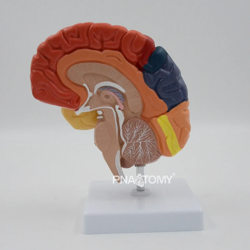 Life Size Human Right Brain Anatomical Model Functional Region Brain Anatomy Medical Gift Educational Equipment Teaching Tool