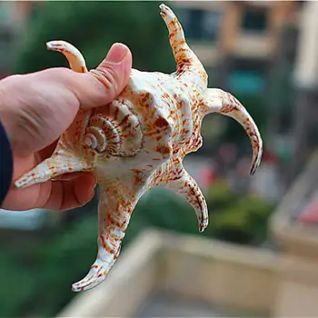 

Large conch shells and large water snails collection of decorative fish tank ornaments gift Sea ornament shell cowrie shell big