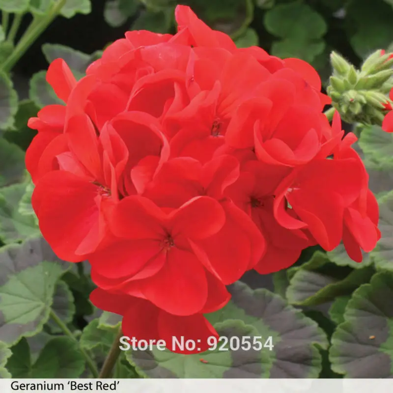 10 шт. Редкие герань, пеларгония, зональная Герань многолетний цветок для дома и сада DIY