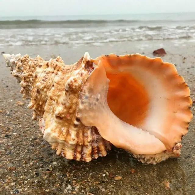 Nagy Kagylóhéjat Bútorozó Tengeri Dekoráció Kagyló Természetes Díszek Héj Esküvői Fesztivál Party Kézműves Dísz