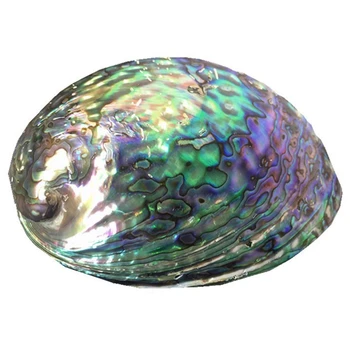 

Blue Abalone Shell Natural Craft Conch Home Decoration Aquarium Landscaping Wedding Landscape Decoration