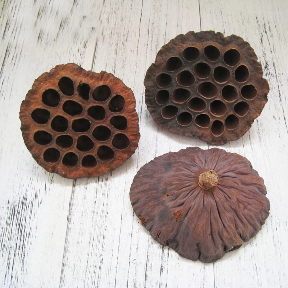 30 шт. натуральный dired lotus seedpod& seedpod лотоса