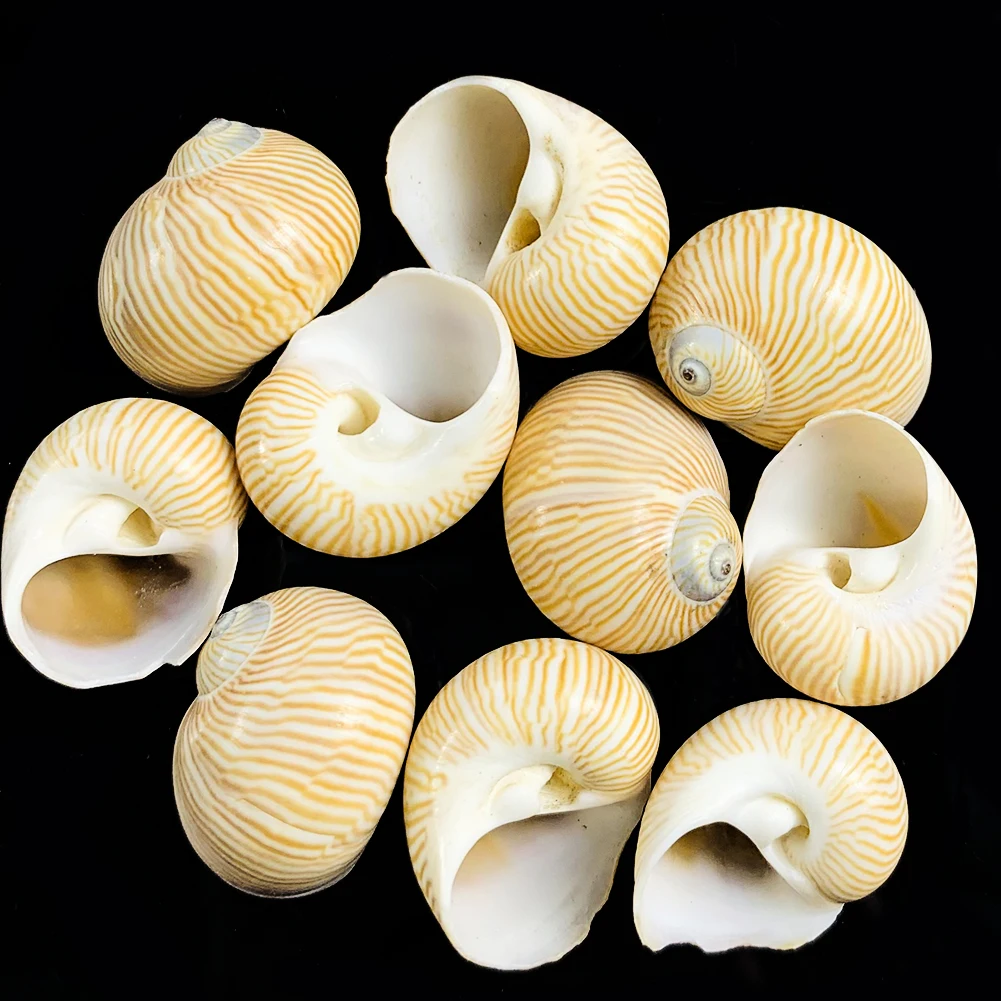 5PCS Mini Natural Fine Lines Conch Shells Nautical Home Decor Specimen Rolled Shellfish Hermit Crab Snail Shell Acquarium |