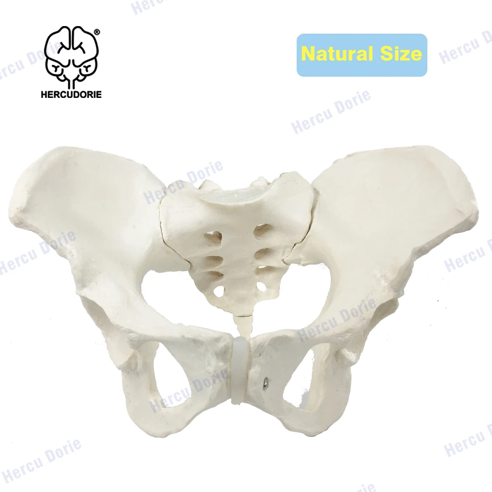 Feminino de Pele em Tamanho Modelo de Quadril para Mulher Anatômico do Osso do Quadril Modelo Anatômico Real 1 Material escolar e de escritório