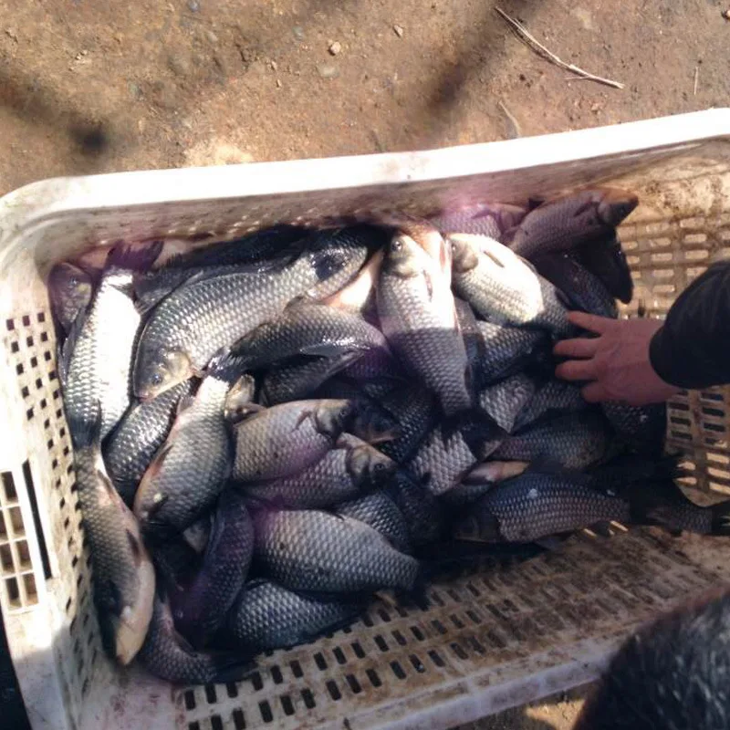 

Low Temperature Mad Pull Fishing Small Carp Fishing Fish-gathering Bait for Spring Winter Bait Black Pit Carp Greenhouse Lure Fi