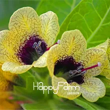 100 шт./упак. Горячая Распродажа! Растения henbane, завод Hyoscyamus Plantas растение бонсай в горшке цветок флореслинг для домашнего сада