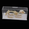 Rabbit Skeleton Specimen Animal Bone Model for Pupil  Biological Knowledge Learning Aid 1