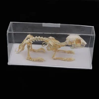 Rabbit Skeleton Specimen Animal Bone Model for Pupil  Biological Knowledge Learning Aid 1