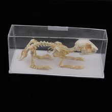 

Rabbit Skeleton Specimen Animal Bone Model for Pupil Biological Knowledge Learning Aid