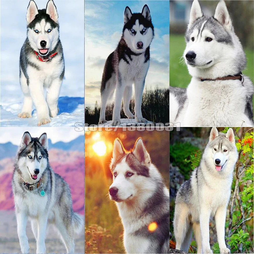 5D Diamond Painting Dog Full Drill Square Embroidery Cross Stitch Animal Husky Home Decoration TT1479 | Дом и сад