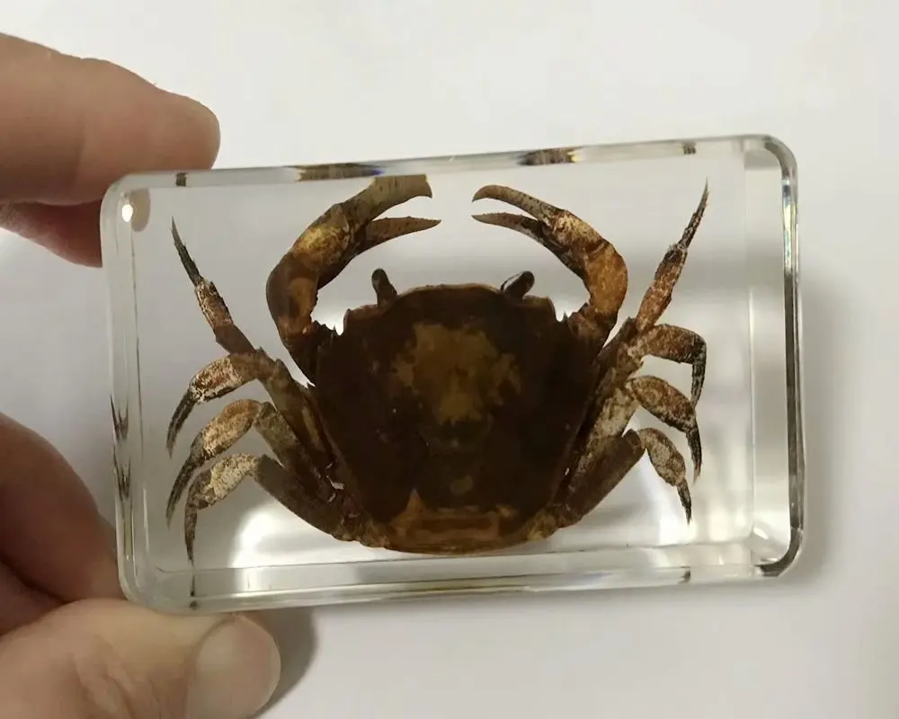 

Модный Черный Краб насекомое Taxidermy встраиваемое новейшее пресс-папье