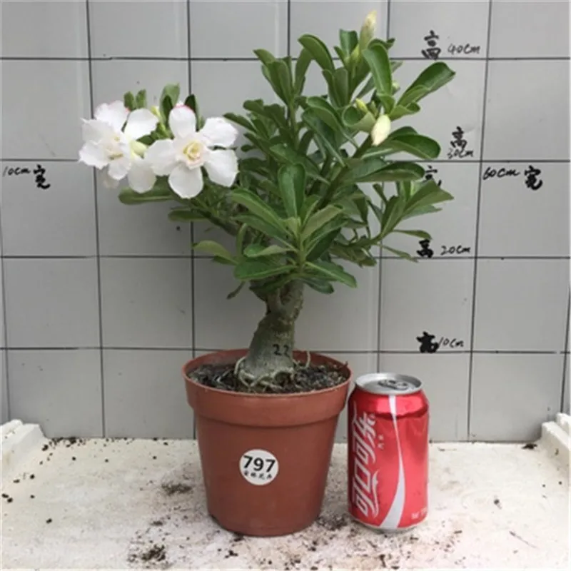 1 (98)