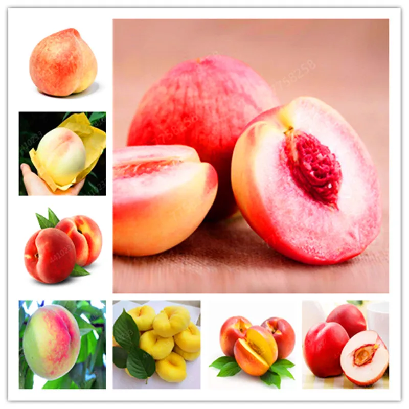 

1pcs Best-selling Sweet Peach Bonsai tree Eat delicious juicy meaty fruit Diy Couryard for home garden pot plants Semillas