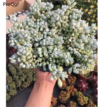 

Ngryise 1Pcs A Set Cotyledon pendens