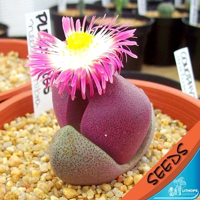 50 шт. свежий настоящий литопс Aizoaceae псевдобрункателла суккулент S~ живые камни красочные лица - Цвет: 24