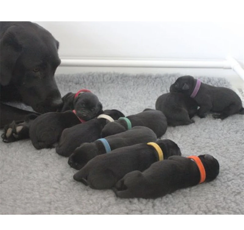 Puppy Identification (9)