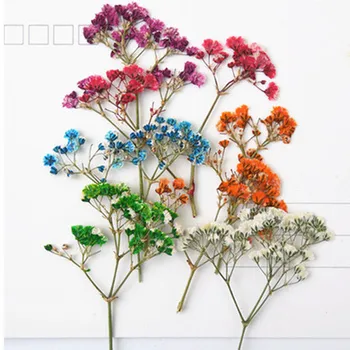

Small Gypsophila Decorative Pressed Flower Gifts Material For Epoxy Embossed Specimens 80Pcs
