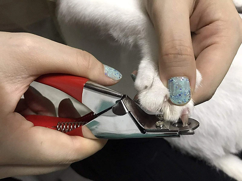 Dropship Cat Nail Clippers Kitten Puppy Nail Scissors Pet Nail Clipper  Scissors Splash-proof Pet Dog Cat Nail Claw Clippers Scissors Trimmer  Grooming Tools For Animals Pet Supplies to Sell Online at a