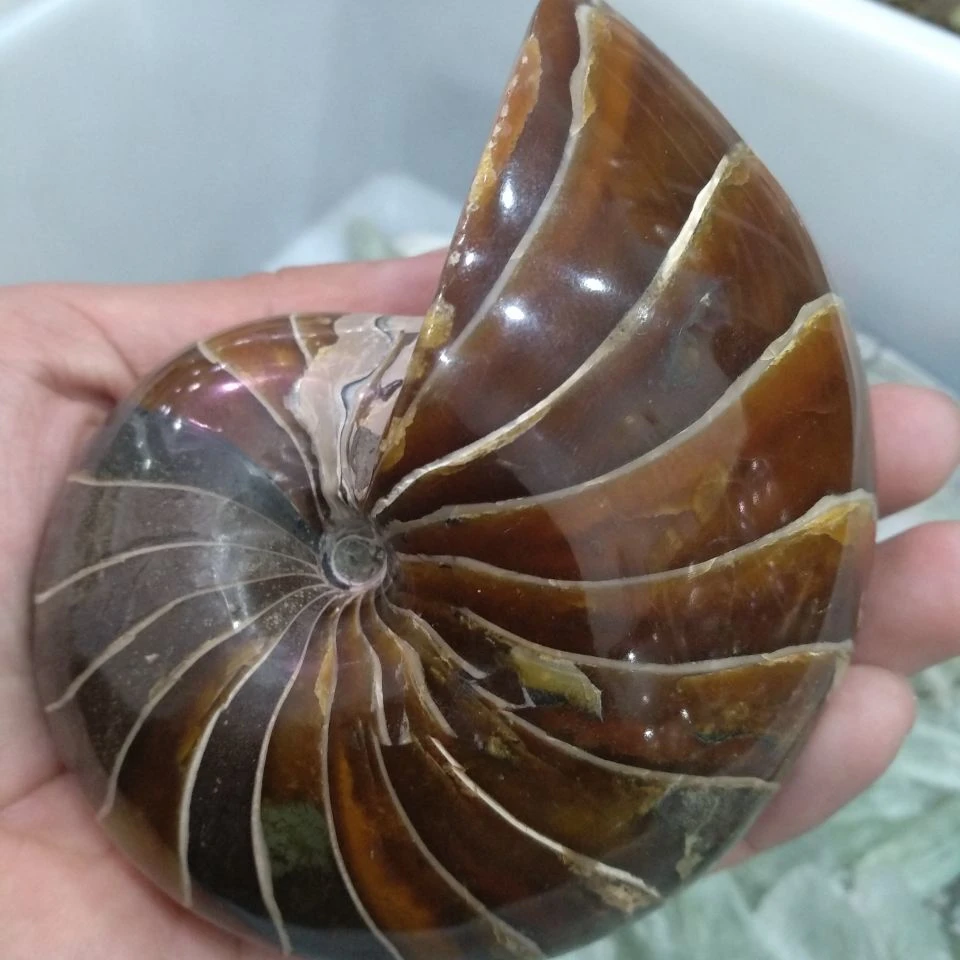Natural Pearly Nautilus Fossil Ammonite Specimens Fossil From Madagascar Stones Aliexpress Natural Pearly Nautilus Fossil Ammonite Specimens Fossil From Madagascar Stones Aliexpress