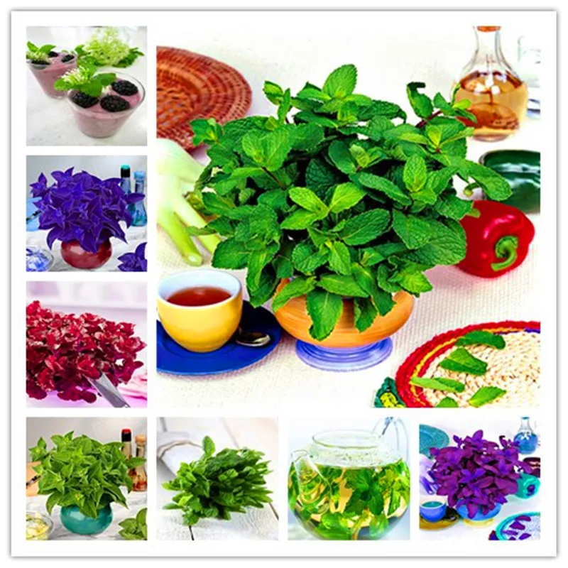 

100Pcs Spearmint Mint Bonsai Edible Catnip Plant Flower Bonsai Vegetable Bonsai Herb For Home Garden Easy Grow