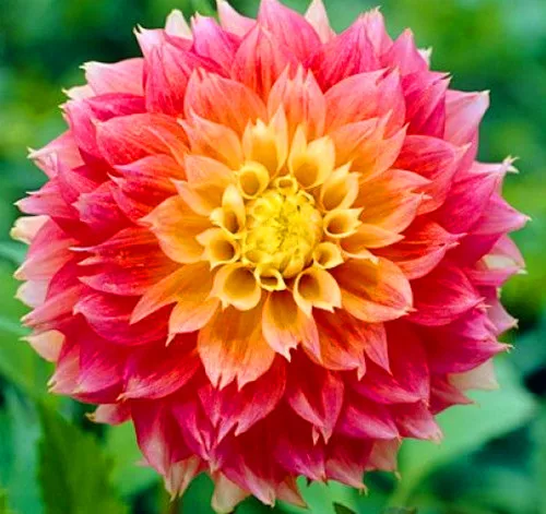 100 шт./упак. Dahlia цветочных растений, красивые и популярные цветок, бонсай для дома и сада и крыша здания, легко растить