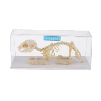 20x8x8.5cm Rabbit Skeleton Anatomical Model Specimen, Kids Teaching and Learning Tools, Education Supplies 1