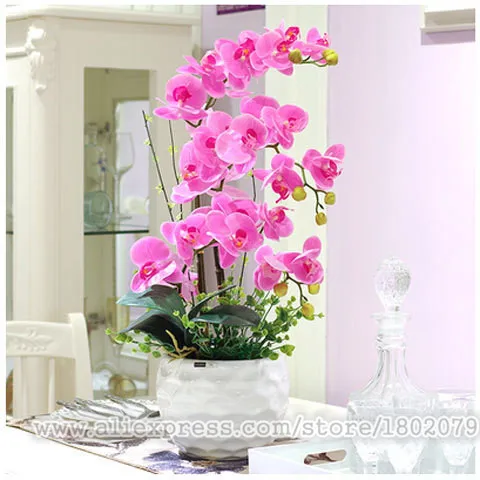 Цветок бонсай, растения орхидеи,-200 шт фаленопсис орхидеи плантации для домашнего сада - Color: 12