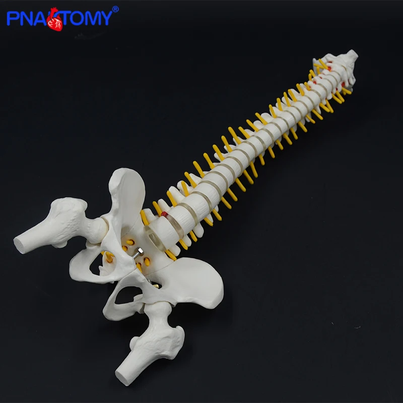 

45CM Human Spine with Pelvic Model Human Spinal Column Anatomical Model Anatomy Tool with Stand Teaching Tool Skeletal PNATOMY