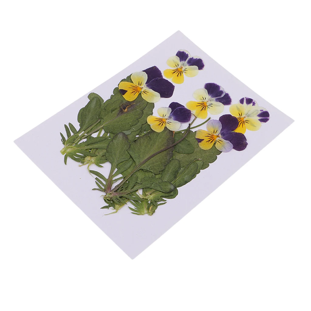 12pc Pressed Real Pansy Flowers Dried Flower Leaves Viola Tricolor Flower For Phone Case Decor DIY Project