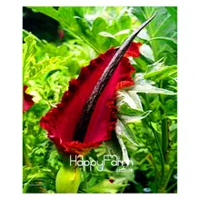 Lowest Price! 100 Pcs/Lot Giant lily voodoo lily plant potted bonsai garden courtyard