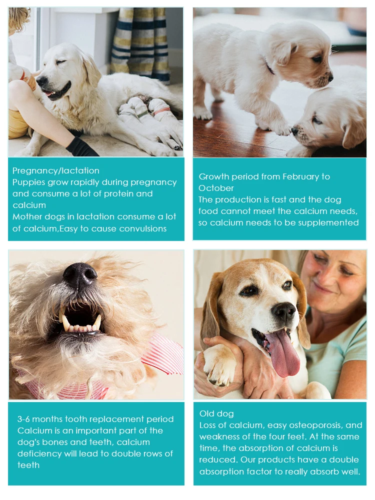 Do Pregnant Dogs Need Calcium