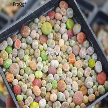 

Ngryise 50Pcs A Set Living Stones Mesembs real plants lithop
