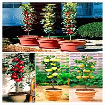 

50Pcs Plant Mask Rare Dwarf Apple Essence Masks JX-125