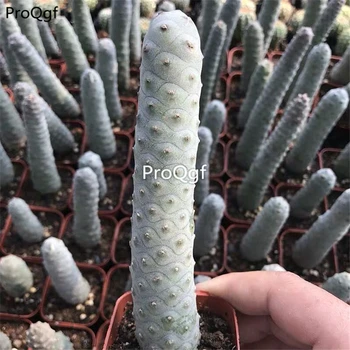 

Ngryise 1 Set songli Opuntia