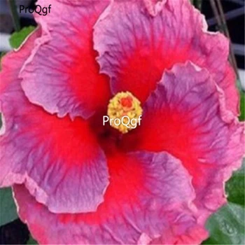 

Ngryise 3000pcs a set HIBISCUS ROSA-SINENSIS