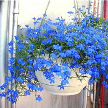 

Plant Flower Bath Salts Blue flax Essence 100Pcs XZZ-278