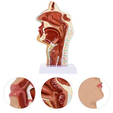 

1Pc Nasal Cavity Model Oral Cavity Model Pharynx Larynx Anatomical Model