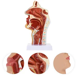 1 pça cavidade nasal modelo cavidade oral modelo faringe laringe modelo anatômico