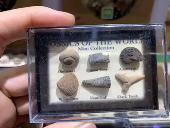 

gastropod/crinoid stem/ammonite/white clam/Nautiloid /shark tooth stone beads for geology for collector