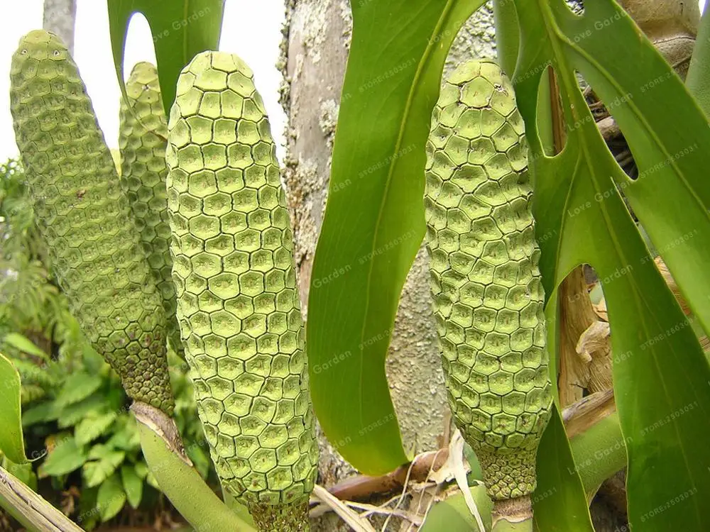 100 Monstera Deliciosa бонсай растения в горшках Новинка Фрукты как кукуруза полностью спелый вкус как банан манго и ананас